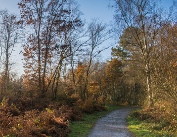 Autumn Trees